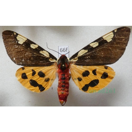 Pericallia matronula (Linnaeus, 1758) male Niedźwiedziówka krasa Poland66f